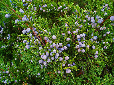 Juniperus Sabina Berrycones
