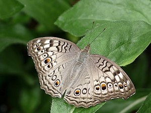 Junonia atlites (Grey Pansy), upper-side