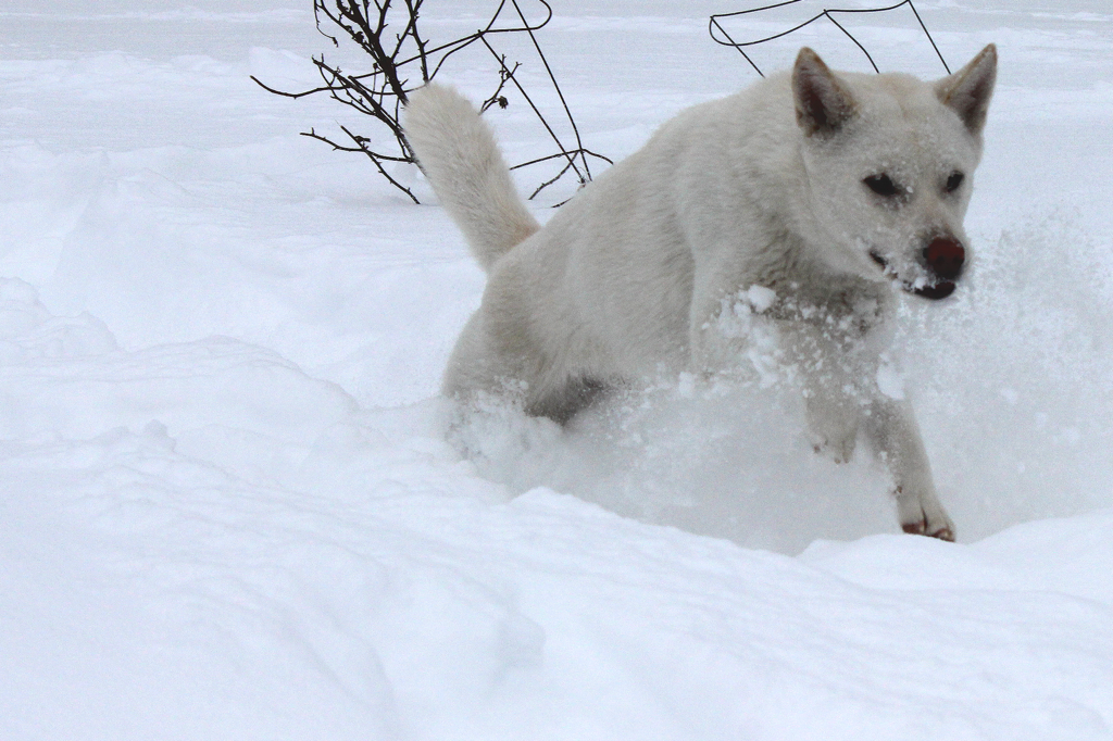 Kishu Ken in the Snow.png