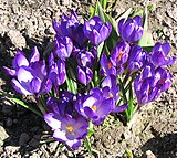 Forma de la flor de crocus