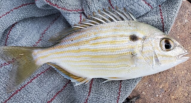 Pinfish - Wikidata