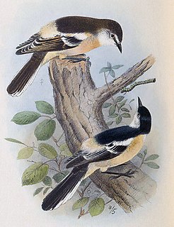 Norfolk triller Extinct subspecies of bird