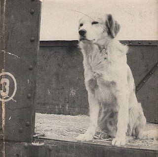 <span class="mw-page-title-main">Lampo (dog)</span> Dog that became famous for his rail journeys across Italy