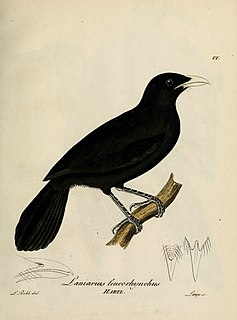 Lowland sooty boubou Species of bird