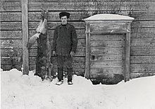 핀란드 중부 카라스툴라에서 잡힌 마지막 늑대 (1911년)