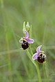Late Spider orchid - Ophrys holoserica - panoramio (22).jpg