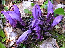 Purple toothwort (Lathraea clandestina) Lathraea clandestina 040603w.jpg