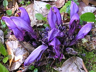 <i>Lathraea clandestina</i> Species of flowering plant in the broomrape family Orobanchaceae