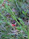 Lathyrus sphaericus 2.jpg