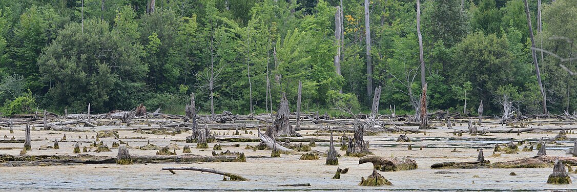 Laurentian Wetlands