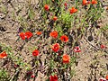 File:Legendary poppy field in Pavy 07.jpg