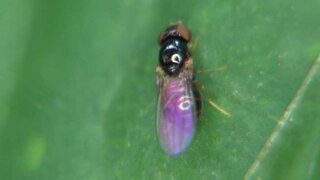 <i>Leiomyza scatophagina</i> species of fly