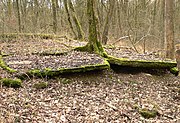 Bodenplatten der Entbindungsbaracke für osteuropäische Zwangsarbeiterinnen