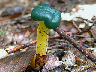 <span class="mw-page-title-main">Leotiales</span> Order of fungi