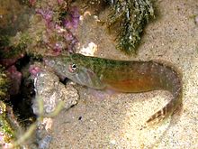 The Connemara clingfish is typically referred to as Lepadogaster candolii, but genetic studies indicate that this makes the genus Lepadogaster polyphyletic Lepadogaster candolii Rab.JPG