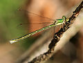 (12a) Lestes virens