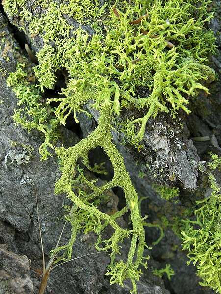 File:Letharia vulpina closeup.jpg