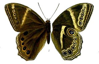 <i>Lethe margaritae</i> Species of butterfly