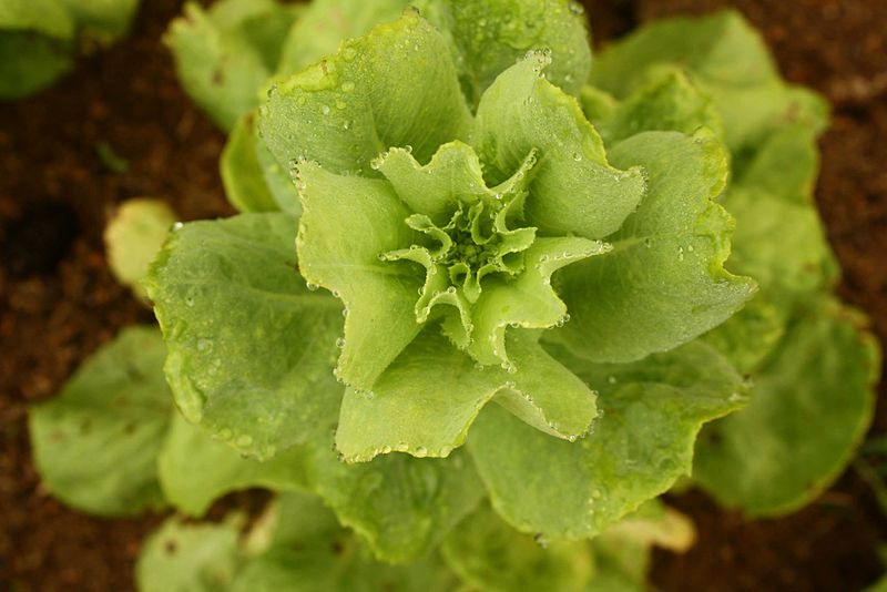 File:Letuce - Alface - Lechuga.jpg