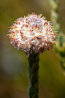 Leucadendron dubium 25746196.jpg