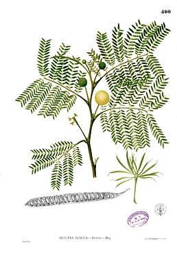 Ілюстрація Левкени сизої у книзі Flora de Filipinas