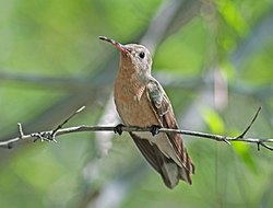 Leucippus fallax ind Isla Margarita.jpg