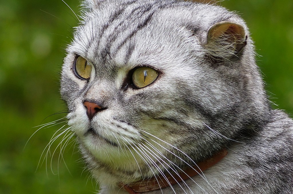 british shorthair with blue eyes for sale