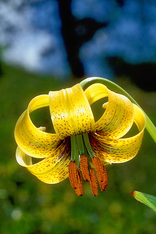 Fortune Salaire Mensuel de Lilium Ponticum Combien gagne t il d argent ? 8 000 000,00 euros mensuels