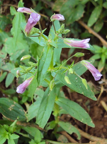 File:Limnophila aromatica 09.JPG