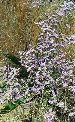 Limonium-algarvense-erben.jpg