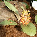 Liparis latifolia habitus and flowers