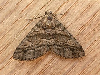 <i>Lipogya</i> Genus of moths