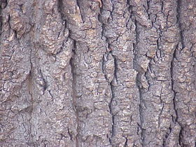 bark