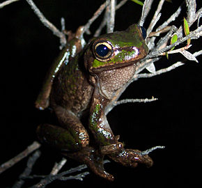 Beskrivelse av Litoria burrowsae.jpg-bildet.