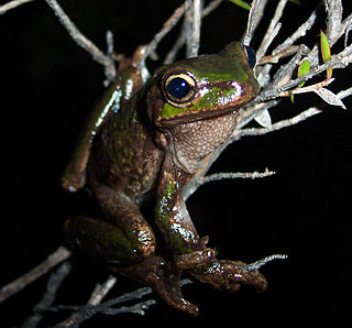 Tasmanian tree frog species of amphibian