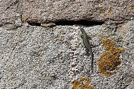 Lézard des murailles (Podarcis muralis) sur du granite à l'ouest du Finistère avec sa queue en cours de reconstruction.