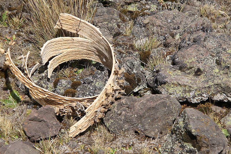 File:Lobelias mtkenya dead stems 2.jpg