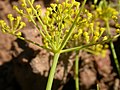 Lomatium ambiguum (5172767994).jpg