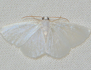 <i>Lomographa vestaliata</i> Species of moth