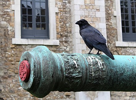 Cuervo de la Torre de Londres