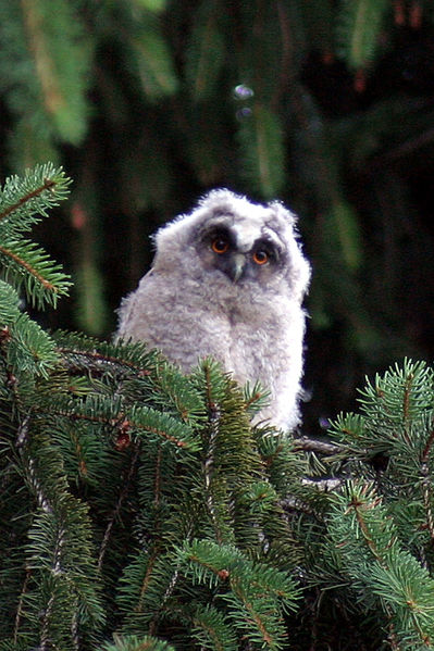 File:Long eared owl young gfdl.jpeg