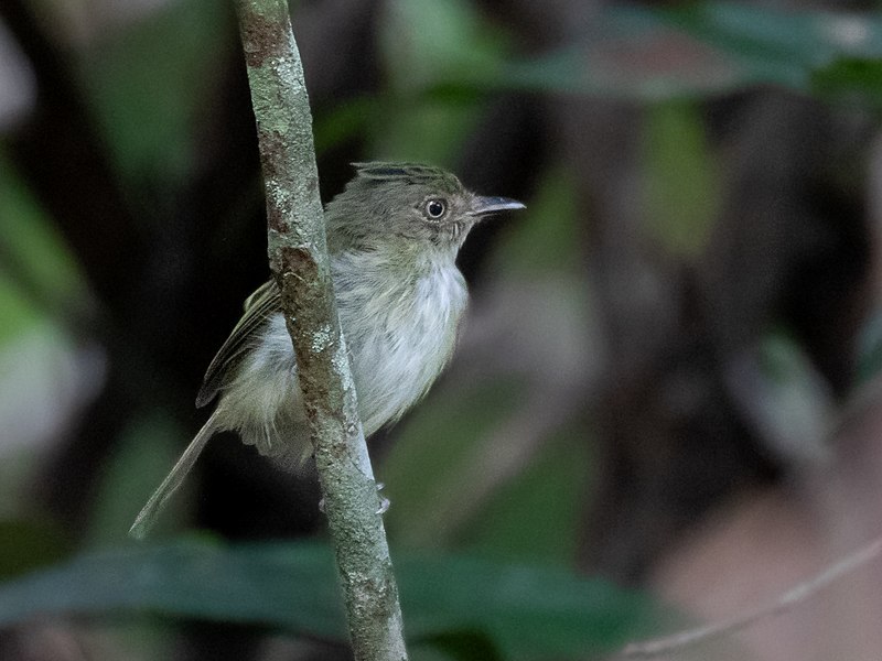 File:Lophotriccus galeatus - Helmeted Pygmy Tyrant, Presidente Figueiredo, Amazonas, Brazil 02.jpg