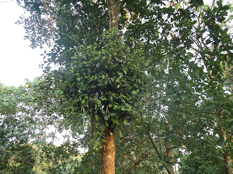 File:Loranthus europaeus on Tree.JPG