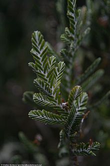 Лорикария thuyoides.jpg