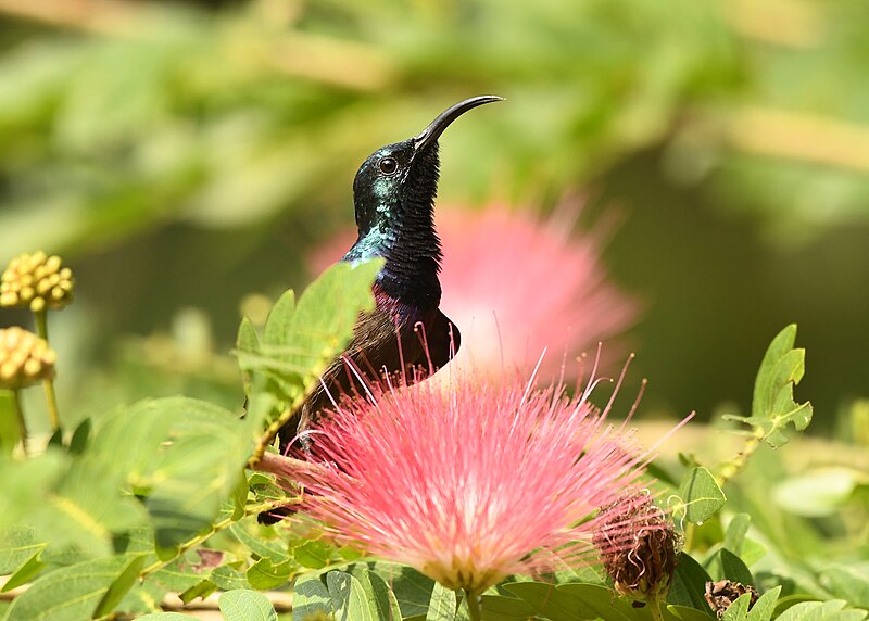 File:Loten's Sunbird AMSM9860.jpg