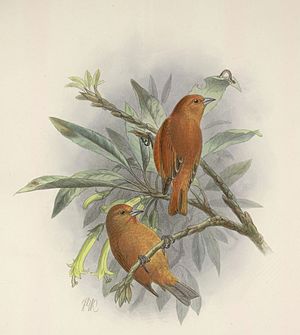 Oahu Akepakleidervogel (Loxops wolstenholmei)