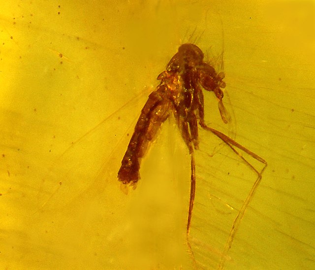Fossil nematoceran in Dominican amber. Sandfly, Lutzomyia adiketis (Psychodidae), Early Miocene, c. 20 million years ago