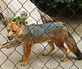 Lycalopex culpaeus culpaeus in the Buin Zoo, Chile..jpg