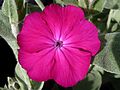 Lychnis coronaria J1.JPG 