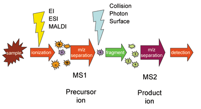 In selected reaction monitoring, the mass selection stage MS1 selects precursor ions that undergo fragmentation followed by product ion selection in the MS2 stage. Additional stages of selection and fragmentation can be performed. MS MS.png